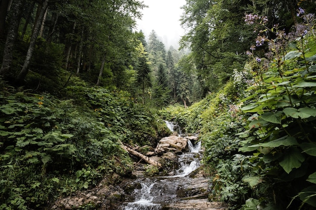 Arroyo de montaña que fluye a través del bosque de otoño