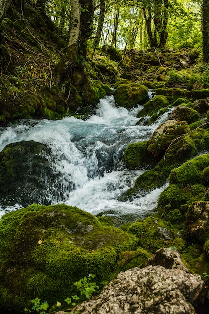 Arroyo de montaña rápida en los bosques de Montenegro