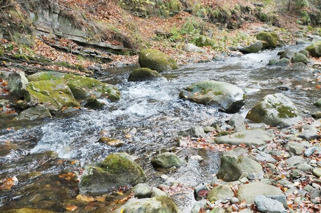 Arroyo de montaña con rocas en el bosque