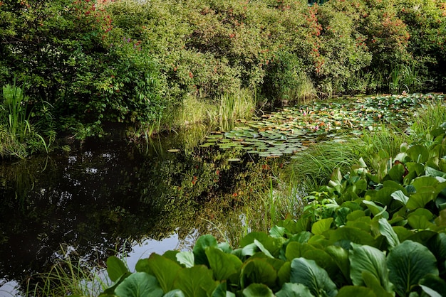 El arroyo con nenúfares en el parque.