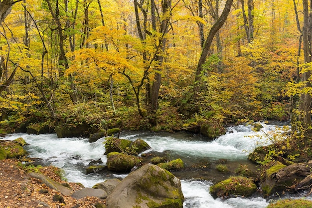 Arroyo Oirase en otoño