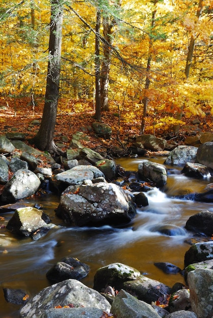 Arroyo de otoño con árboles amarillos