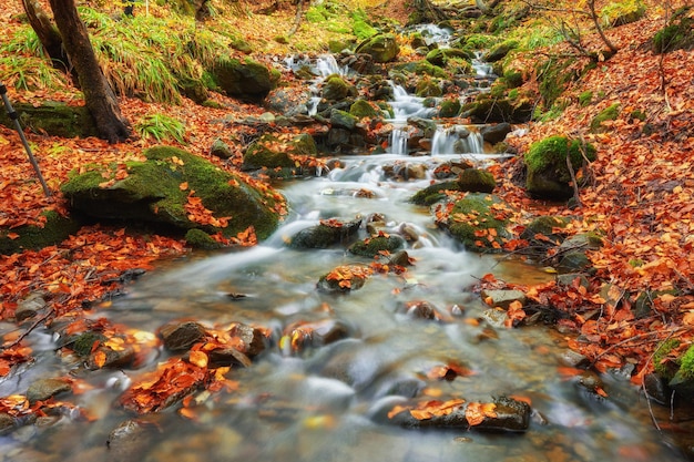 Arroyo de otoño en el bosque oro otoño paisaje europeo