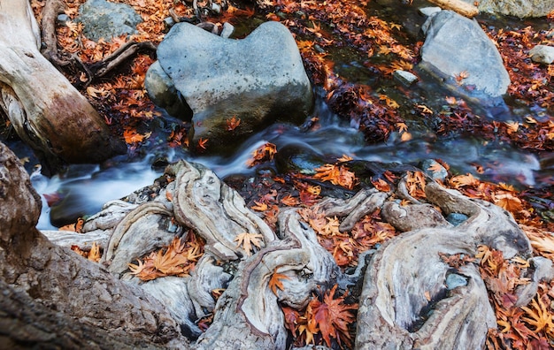 Arroyo de otoño