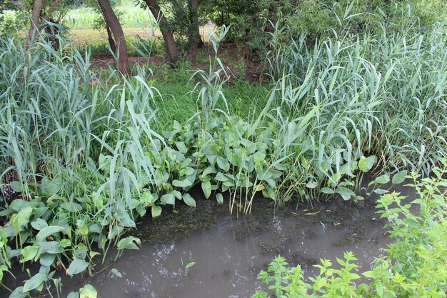 Un arroyo con plantas y árboles