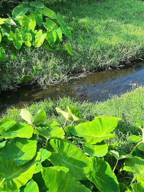 Un arroyo que atraviesa un campo con hojas verdes y un árbol verde en primer plano.