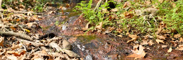 Un arroyo que atraviesa las raíces desnudas de los árboles en un acantilado rocoso y hojas de otoño caídas