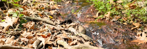 Un arroyo que atraviesa las raíces desnudas de los árboles en un acantilado rocoso y hojas de otoño caídas