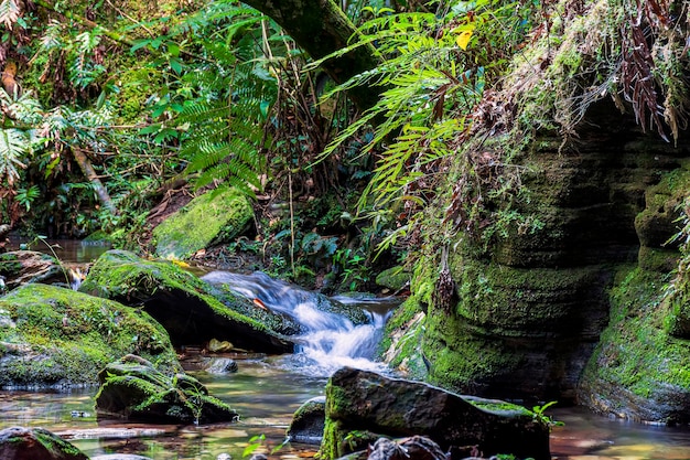 Un arroyo que atraviesa las rocas de musgo dentro de la selva tropical en Carrancas en Minas Gerais