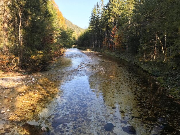 Un arroyo que fluye entre los árboles del bosque