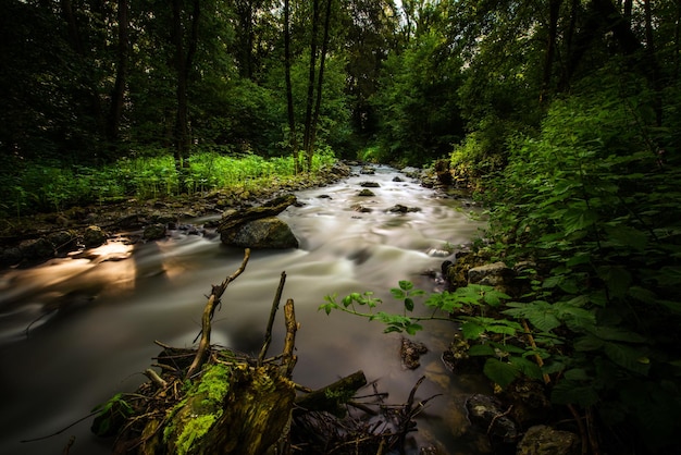 Foto un arroyo que fluye entre los árboles del bosque