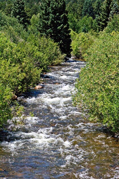 Foto un arroyo que fluye entre los árboles del bosque