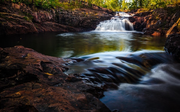El arroyo que fluye en el bosque