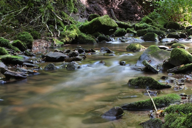 Un arroyo que fluye a través del bosque