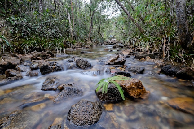 Un arroyo que fluye a través del bosque