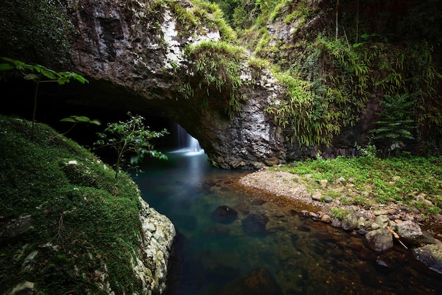 Un arroyo que fluye a través del bosque