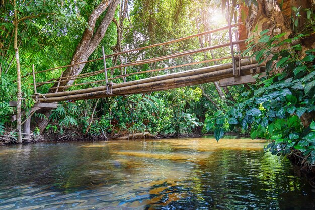 Arroyo que fluye a través del paisaje del bosque tropical