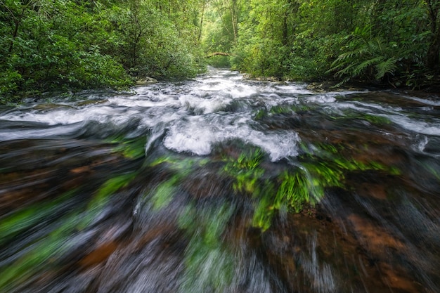 Foto un arroyo que fluye a través de las rocas en el bosque