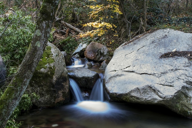 Arroyo que fluye a través de rocas en el bosque