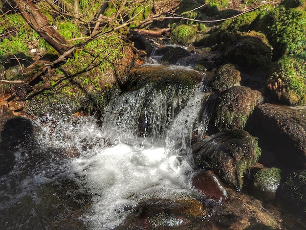 Arroyo que fluye a través de rocas en el bosque