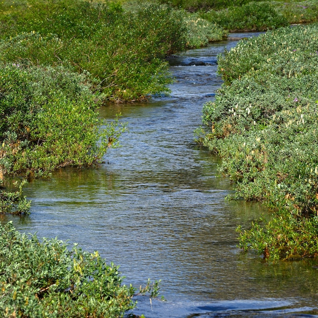 Arroyo rápido de un río de montaña