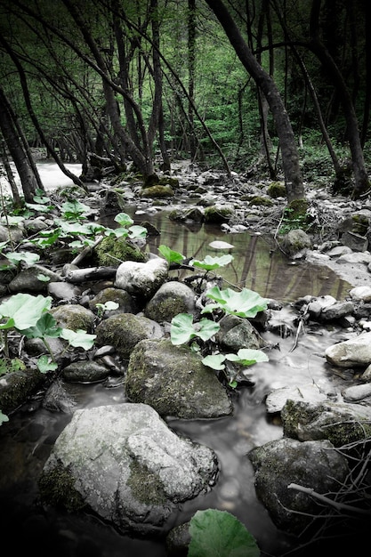 Un arroyo con rocas y hojas y un árbol al fondo.