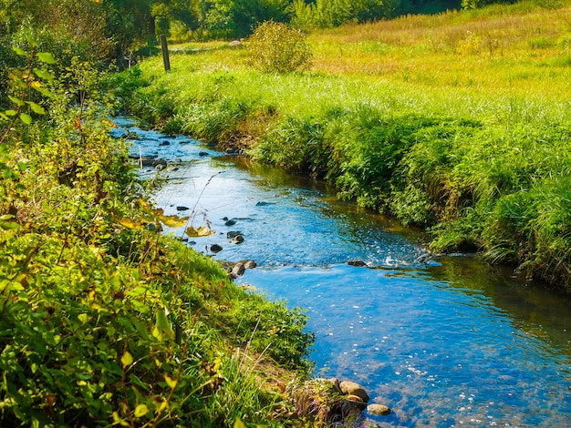 Arroyos azules sobre la hierba verde. naturaleza floreciente