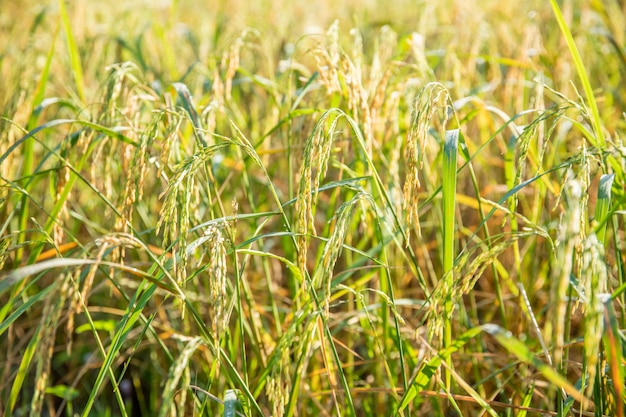 El arroz amarillo en el campo es ligero por la mañana.