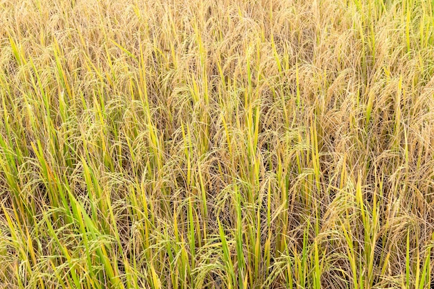 Arroz de arroz en campo en la estación de lluvias.