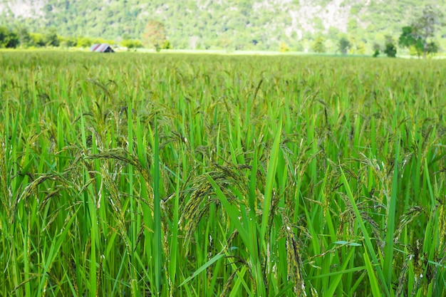 Arroz de arroz verde con paisaje de la naturaleza. espiga de arroz