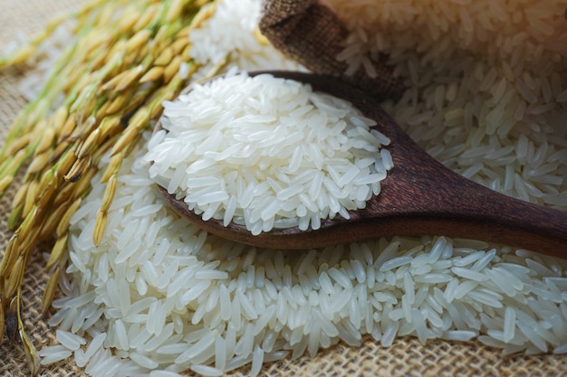 Arroz blanco jazmín con grano de oro de granja agrícola.