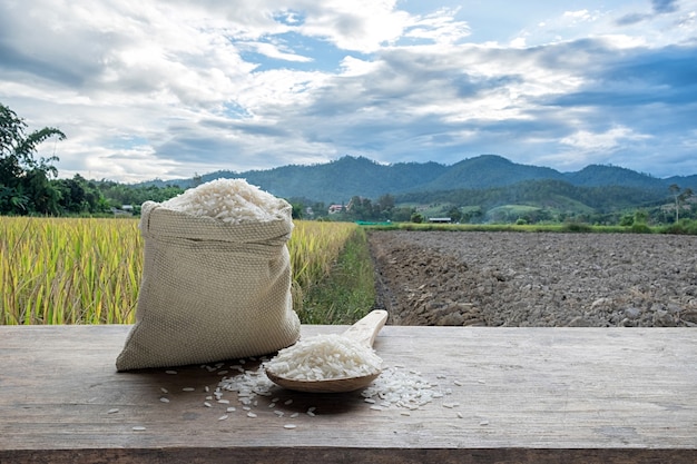 Arroz blanco o arroz blanco crudo con el fondo del campo de arroz