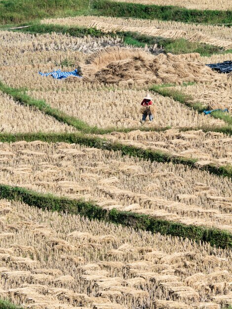 El arroz de campo y el agricultor están cosechando arroz, Mae Hong Son, norte de Tailandia