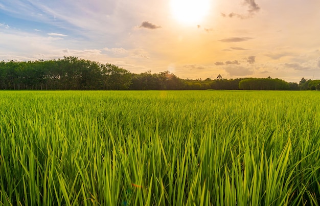 Arroz en campo de arroz rural con cielo nuboso durante el día, campo verde campo rural, arroz con cáscara con campo verde