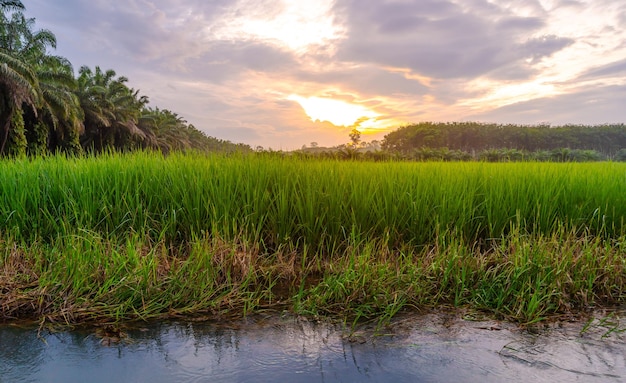 Arroz en campo de arroz rural con cielo nuboso a la luz del día, campo rural verde, arroz con campo verde