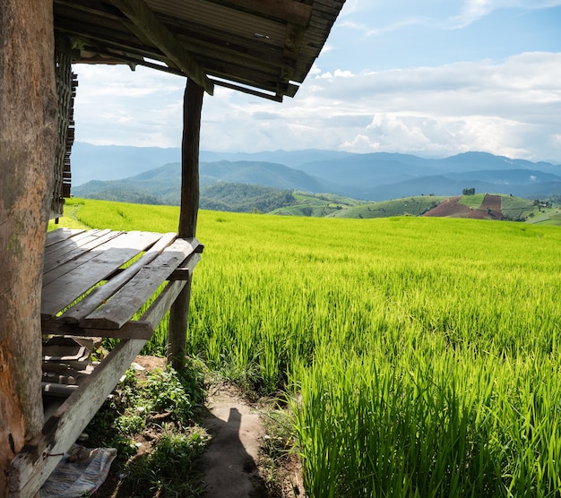 Arroz de campo en Asia