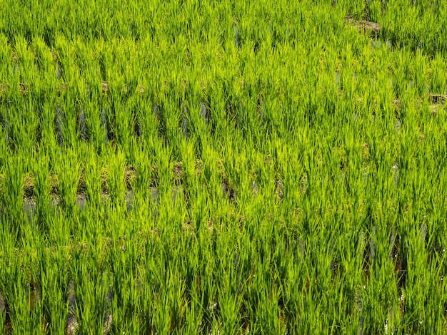 Foto arroz de campo en asia