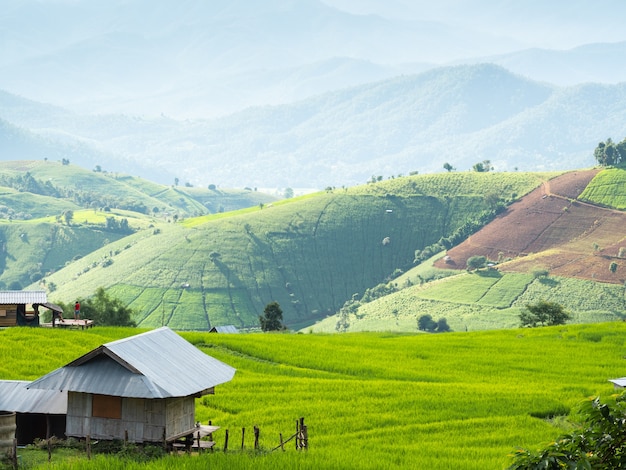 Arroz de campo en Asia