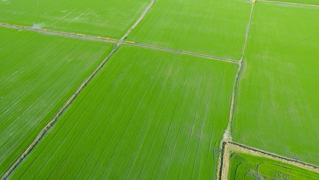 Arroz de campo con fondo de naturaleza de patrón verde paisaje