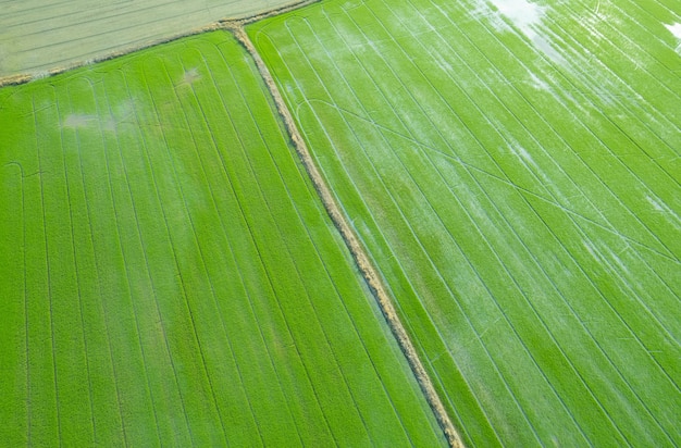 Arroz de campo con fondo de naturaleza de patrón verde paisaje