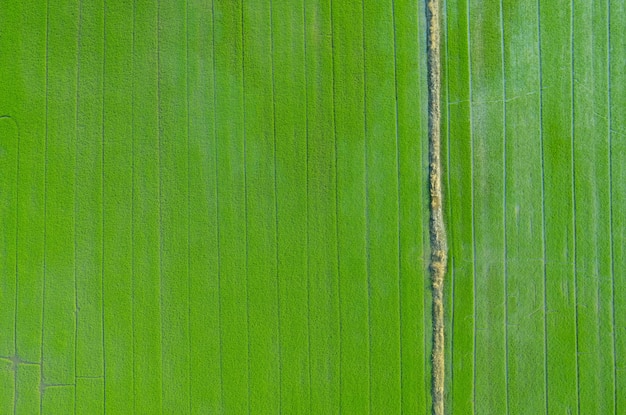 Arroz de campo con fondo de naturaleza de patrón verde paisaje