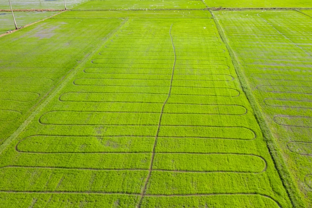 Arroz campo grama verde céu azul nuvem nublado paisagem