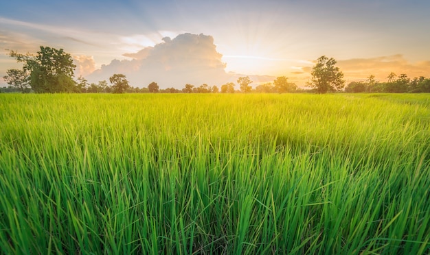 Arroz campo grama verde paisagem pôr do sol