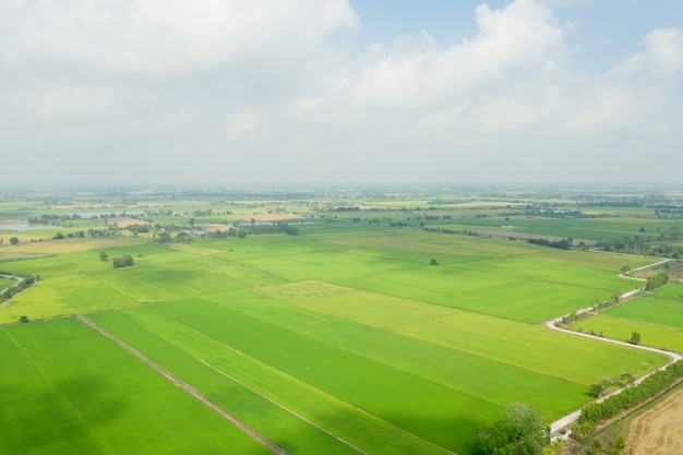 Arroz de campo con paisaje verde patrón naturaleza