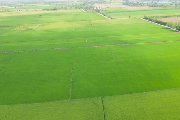 Arroz de campo con paisaje verde patrón naturaleza