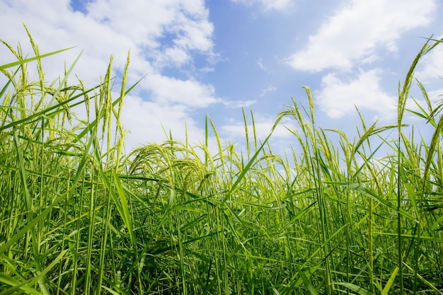 Arroz en campo en temporada de lluvias