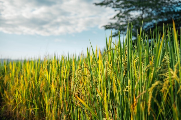 Arroz y campos de arroz en el campo.