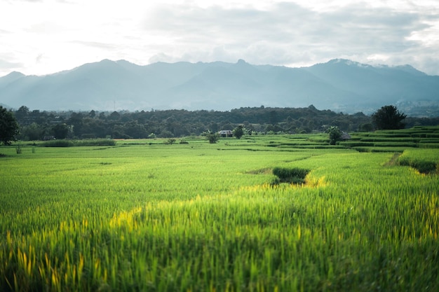 Arroz y campos de arroz en el campo.