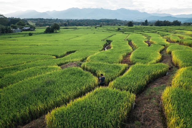 Arroz y campos de arroz en el campo.