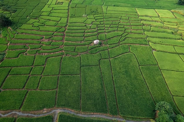 Arroz y campos de arroz en el campo.